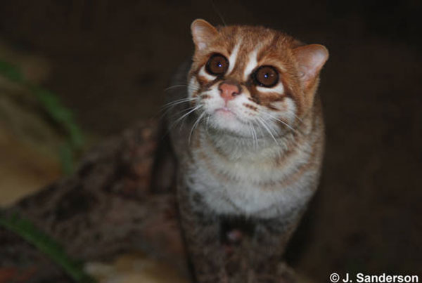 Flat-headed Cat by Jim Sanderson.