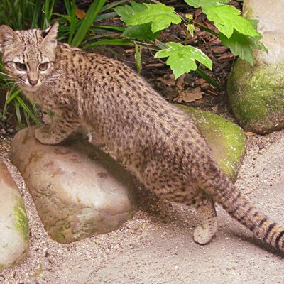 Geoffroy’s Cat:  South American Wild Cats