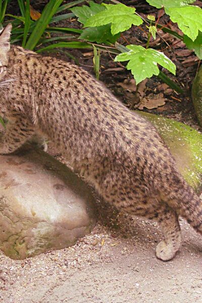 Geoffroy's Cat. South American Wild Cats