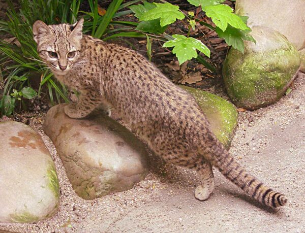 Geoffroy's Cat. South American Wild Cats