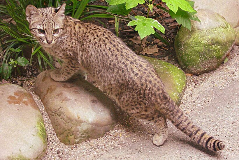 Geoffroy's Cat. South American Wild Cats