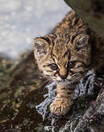 Guina or Kodkod. Photo by Eduardo Minte Small Wild Cat Conservation via Wildlife Conservation Network facebook page.