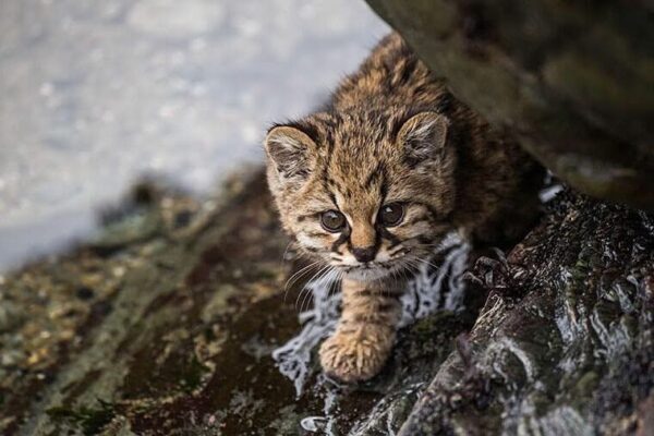 Guina or Kodkod. Photo by Eduardo Minte Small Wild Cat Conservation via Wildlife Conservation Network facebook page.