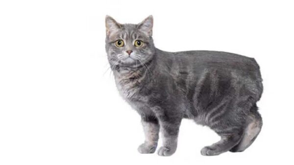 Manx Tailless Cat