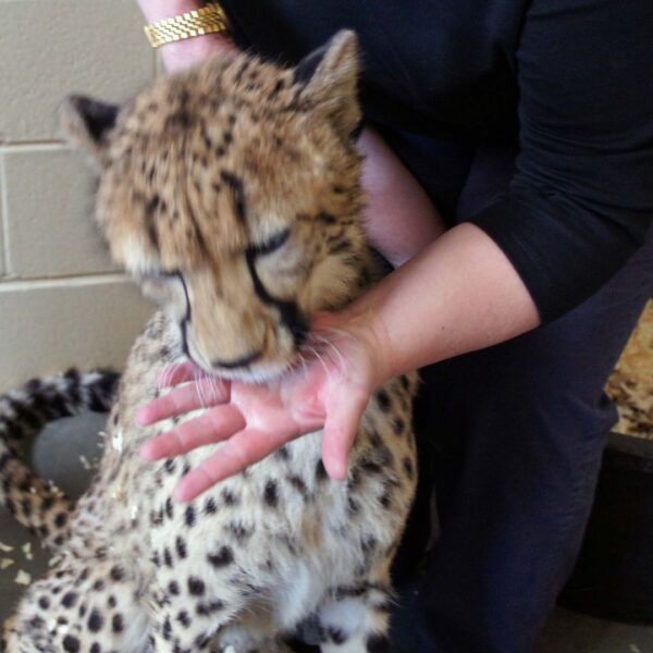 cheetah cub licking Joanne McGonagle's hand