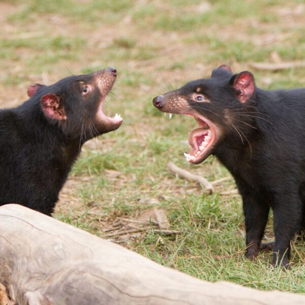 Tasmanian devils gather around a feeding station in a lush forest, while conservationists monitor their behavior. The iconic animals exhibit their distinctive black fur and powerful jaws, showcasing efforts to protect the species
