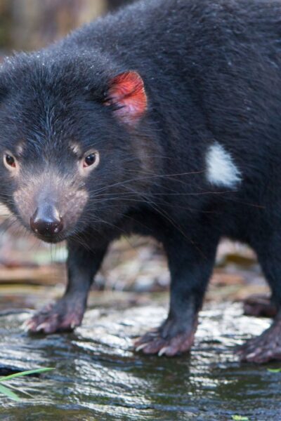 Tasmanian Devil