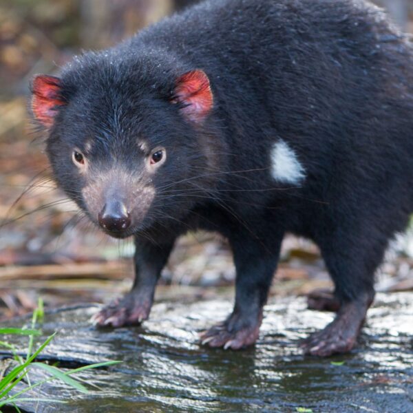 Tasmanian devils roam through a diverse ecosystem, interacting with plants, animals, and natural features. They scavenge for food, dig burrows, and navigate through the rugged terrain