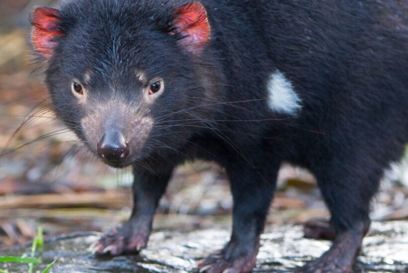 Tasmanian Devil