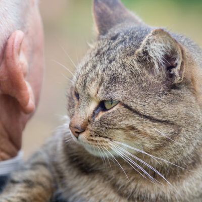 Cat Fostering Reduces Loneliness