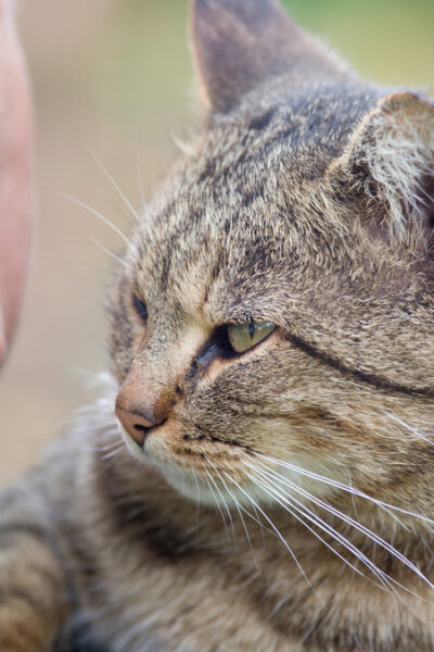 fostering cats reduces loneliness in older adults