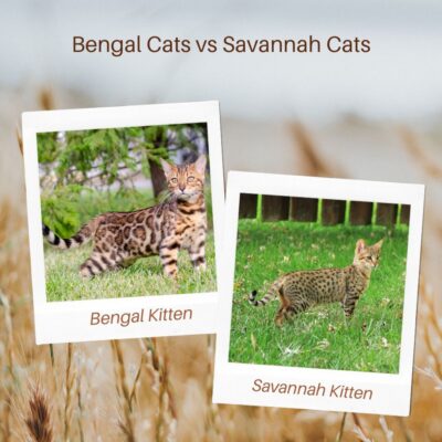 Bengal vs Savannah Cats