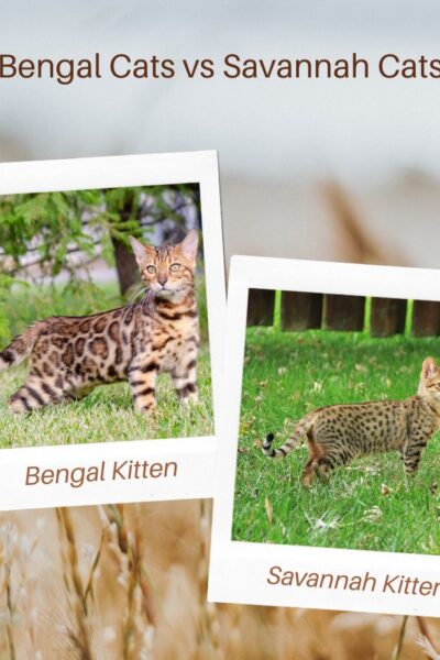 Bengal Cat vs. Savannah Cats. Comparing traits
