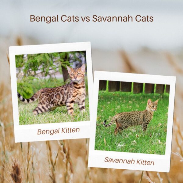 Bengal  Cat  vs. Savannah Cats. Comparing traits