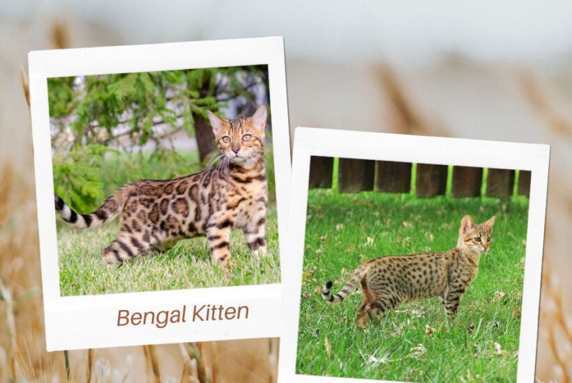 Bengal Cat vs. Savannah Cats. Comparing traits