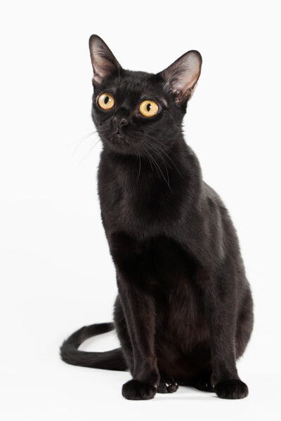 Bombay Cat