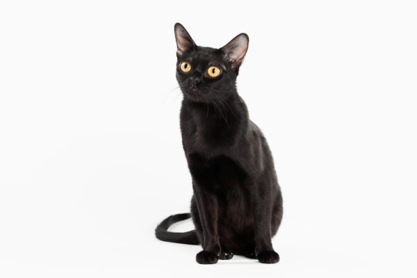 Bombay Cat