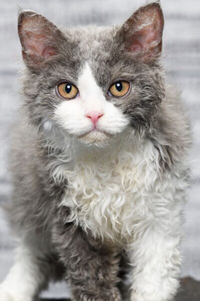 Cat with curly whiskers