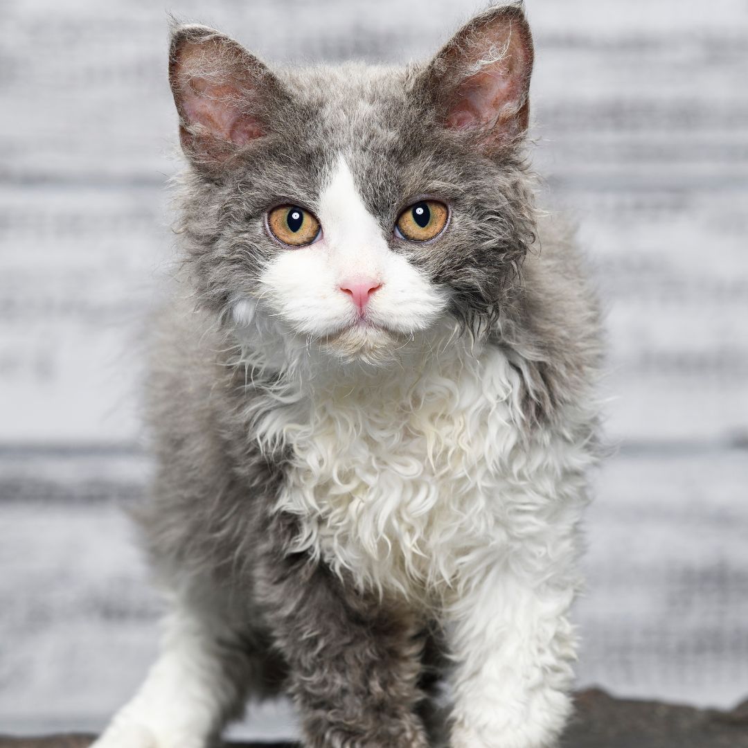 curly-cat-whiskers-the-tiniest-tiger