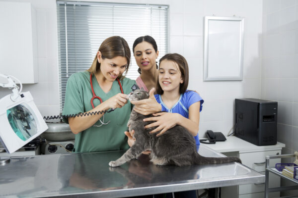 Cat being examined for ear mites