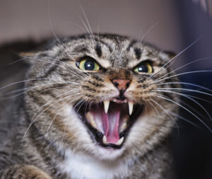 Cat hissing