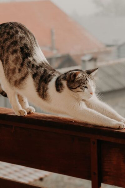 Why Cats Stretch