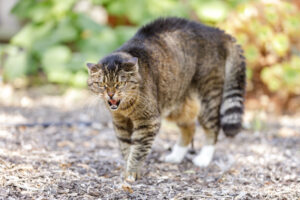 cat with puffed up tail