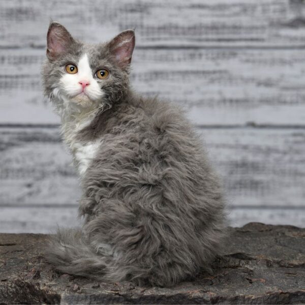 Curly Cat Whiskers.  Cat with curly whiskers