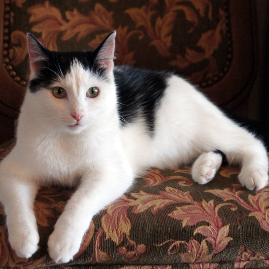 Domestic Shorthair Cat America s Popular Cat The Tiniest Tiger domestic-shorthair-cat-america-s-popular-cat-the-tiniest-tiger