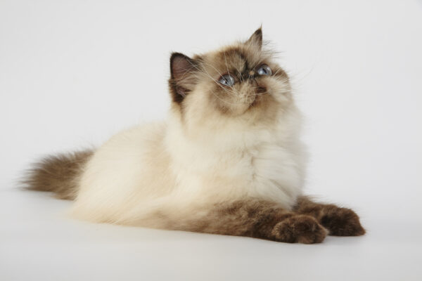 Himalayan Cat. @Deposit Photos