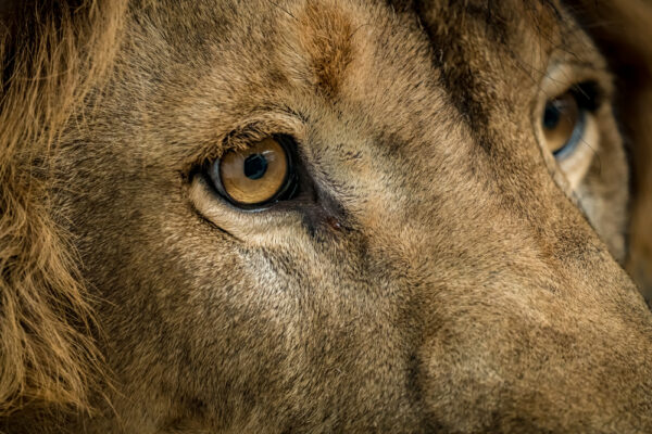 closeup of African lion's face. Lion eye nictitating membrane or third eyelid