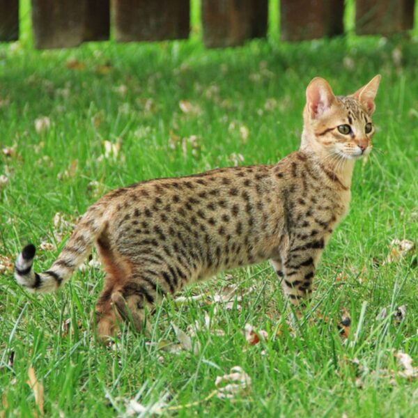 Savannah Kitten