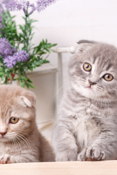 Scottish Fold Kittens