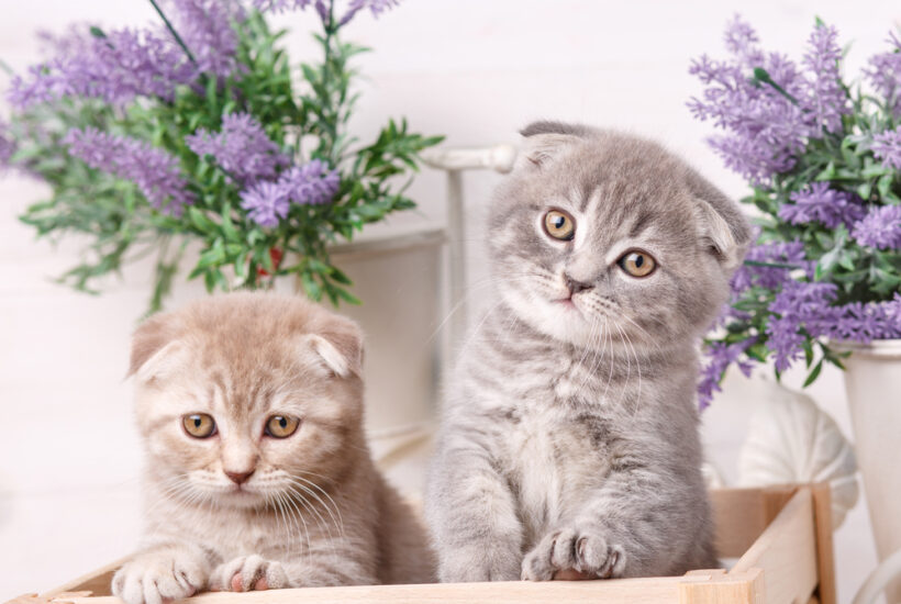 Scottish Fold Kittens