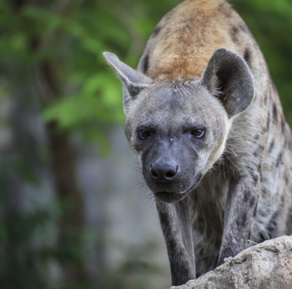 Spotted hyaena @rujituk  Deposit Photos.  cheetahs vs hyaenas