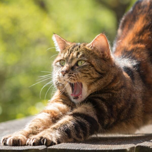 Cat stretching and yawning