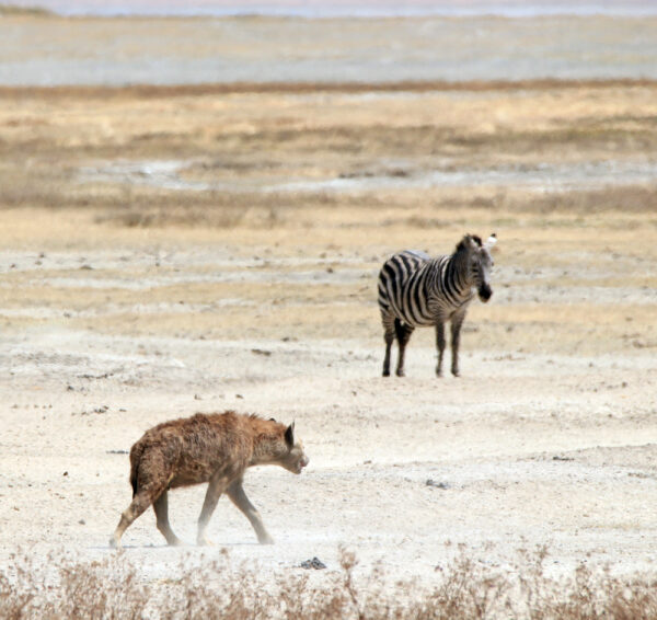 Spotted hyena and zebra. cheetahs vs hyenas