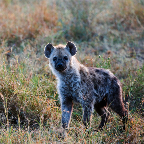 Spotted Hyena @rujituk Deposit Photos
