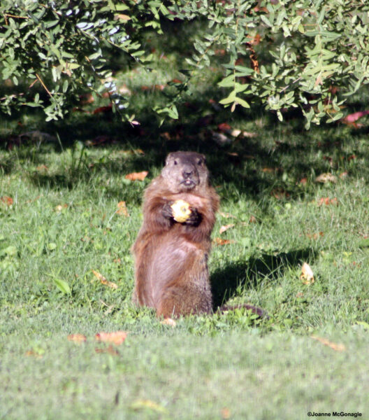 our groundhog eating an apple in backyard