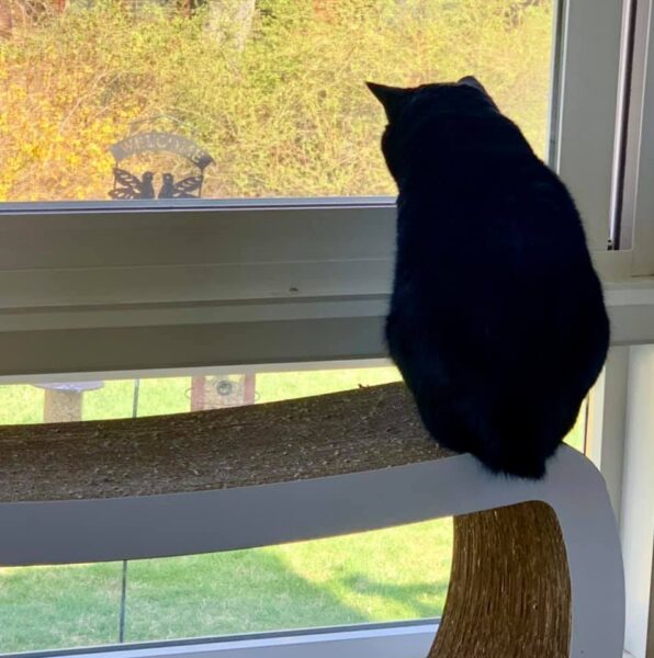  our cat Bob watching birds.