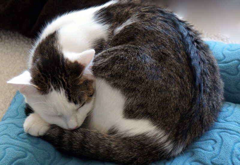 Annie sleeping curled up into a ball.