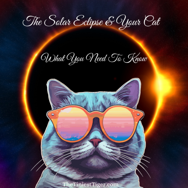 The solar eclipse and your cat.  What you need to know.