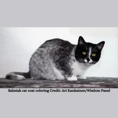 Salmiak Coat Color in Domestic Cats