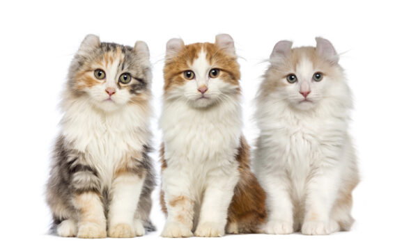 American Curl Kittens. Deposit Photo