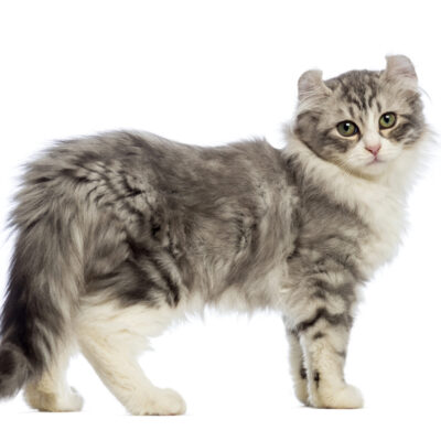 American Curl Cats: An Overview