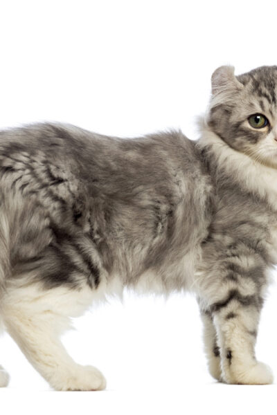 American Curl Cat Side View
