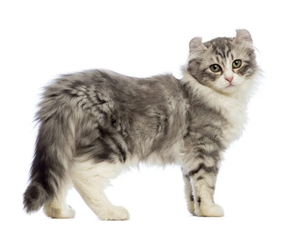 American Curl Cat Side View