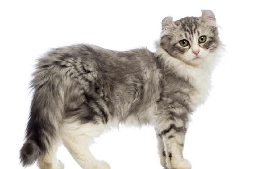 American Curl Cat Side View