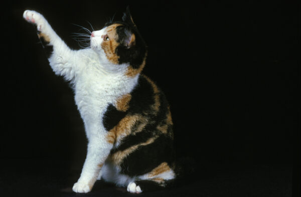 American Wirehair Cat. Deposit Photos