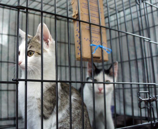 Annie and Eddie at Grayson County Humane on their adoption day